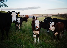 Limerick dairy research gets €14m funding to improve sustainability