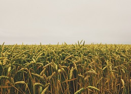 CropBiome raises €1.3m to grow its sustainable agritech business